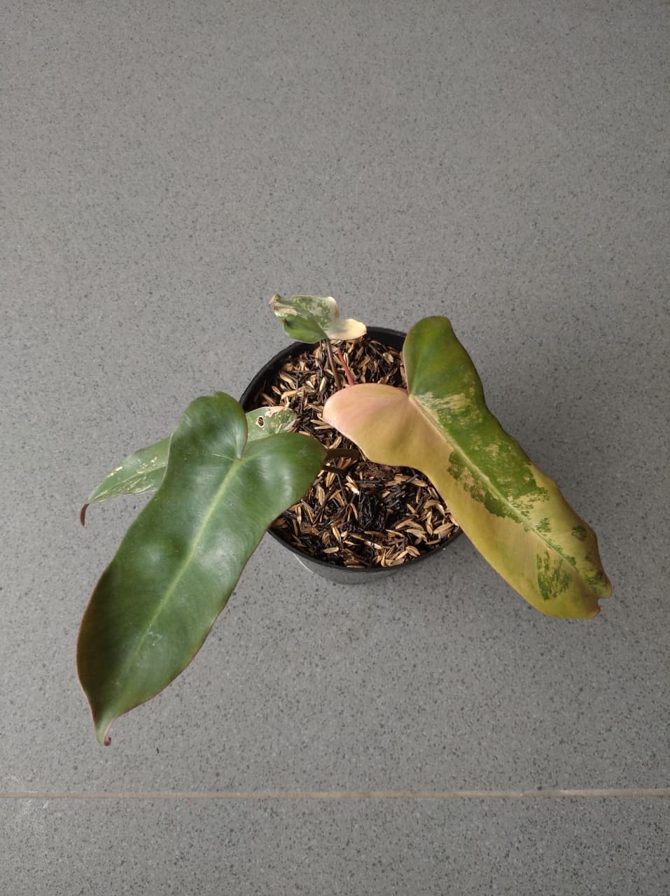 Philodendron Brown Beauty
