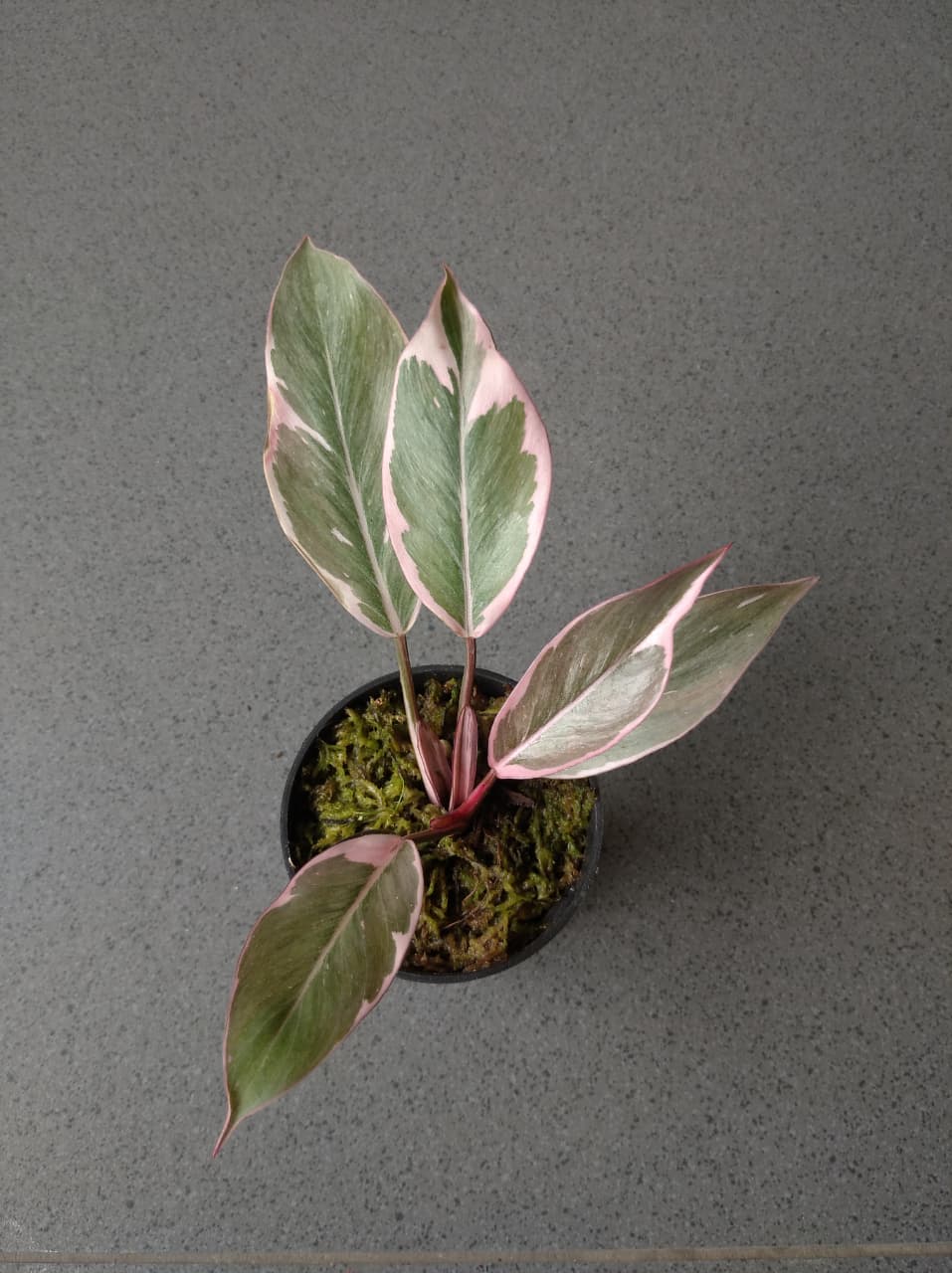 Philodendron Pink Rose