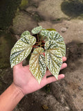 Begonia Snowcapped Variegated