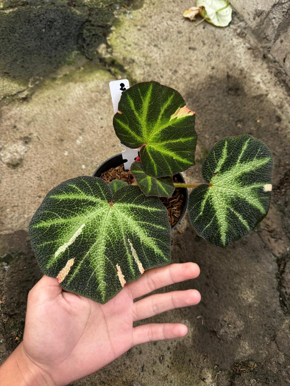 Begonia Soli Mutata Variegated Pink