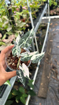 Alocasia Bambino Pink Albo
