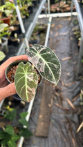 Alocasia Black Velvet Pink