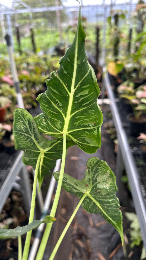Alocasia Frydek Tattoo