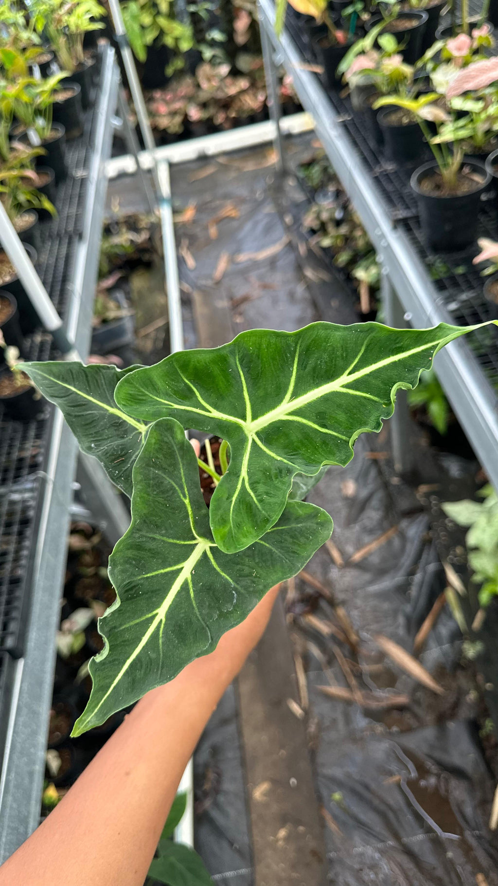 Alocasia Frydek Tattoo