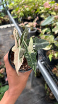 Alocasia Nobilis K-Version