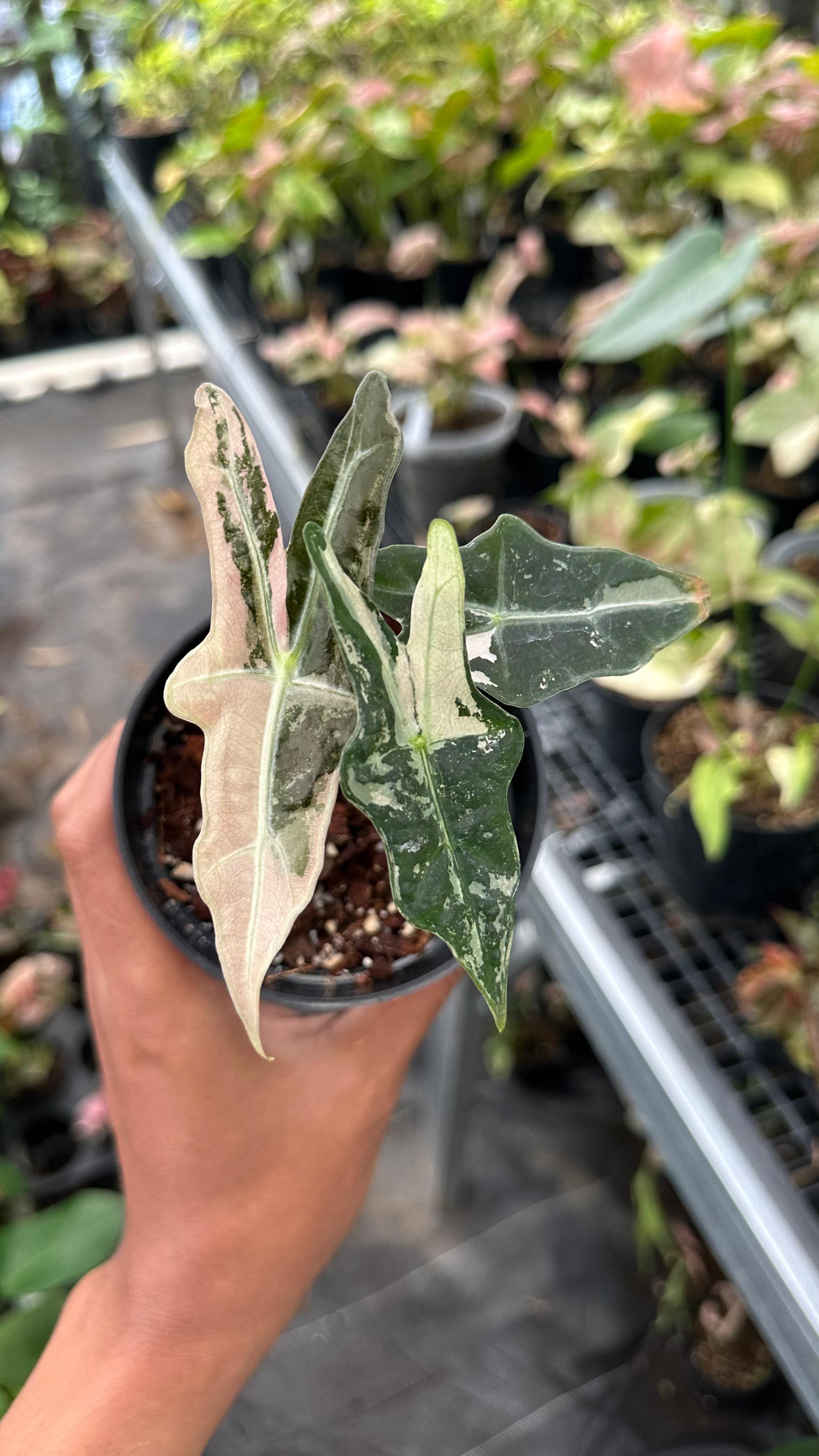 Alocasia Nobilis K-Version