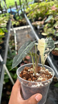Alocasia Amazonica Pink Albo
