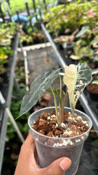 Alocasia Amazonica Pink Albo