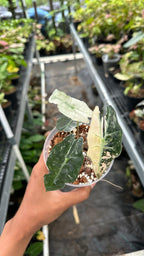 Alocasia Amazonica Pink Albo