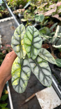 Alocasia Silver Dragon Aurea
