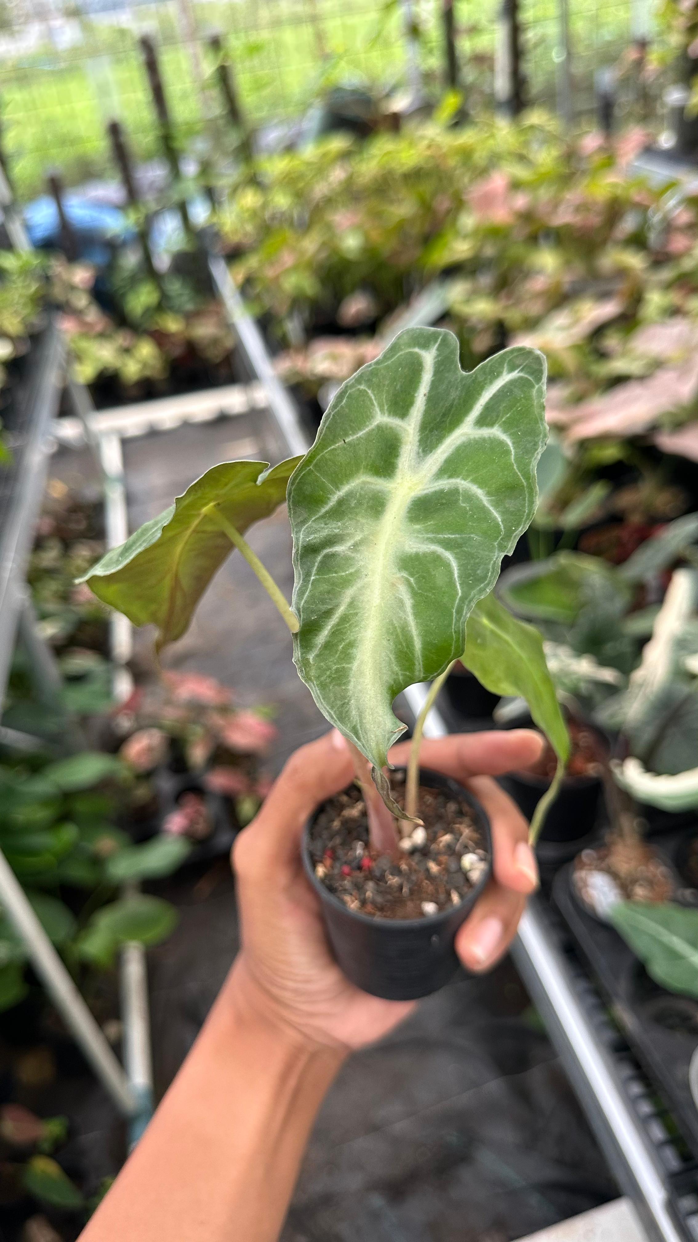 Alocasia Venom