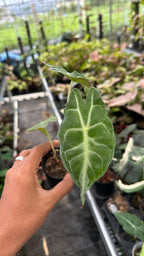 Alocasia Venom