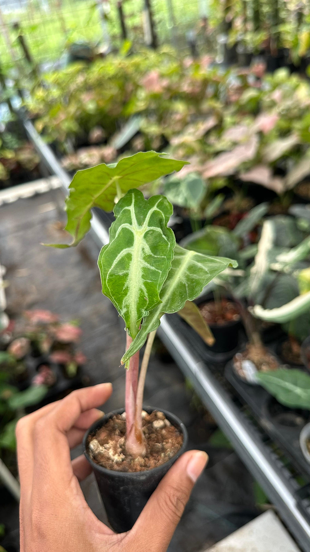 Alocasia Venom