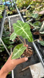Alocasia Venom