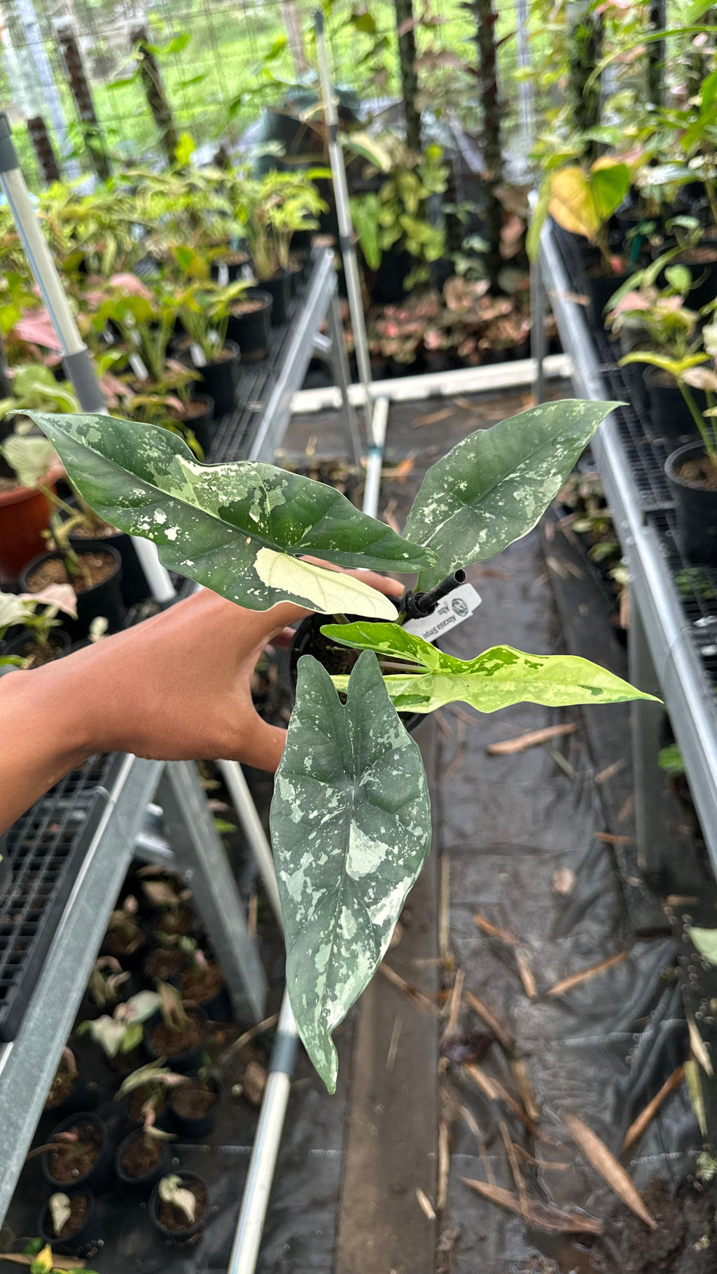 Alocasia Simpo Albo