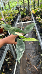 Alocasia Simpo Albo