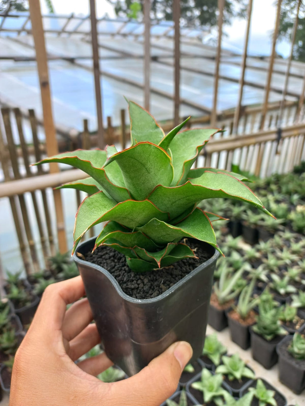 Sansevieria Puyek