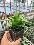 Sansevieria Puyek