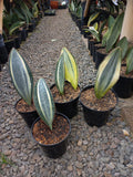 Sansevieria Masoniana Variegated