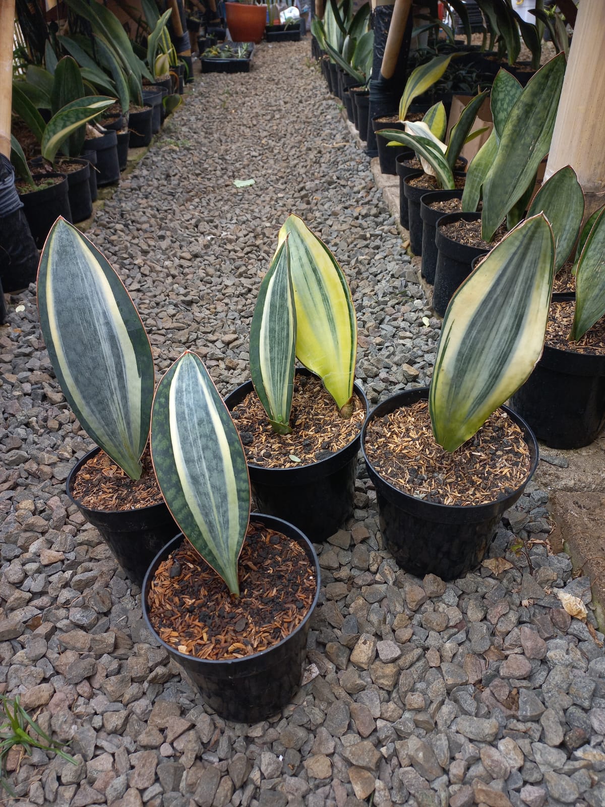 Sansevieria Masoniana Variegated