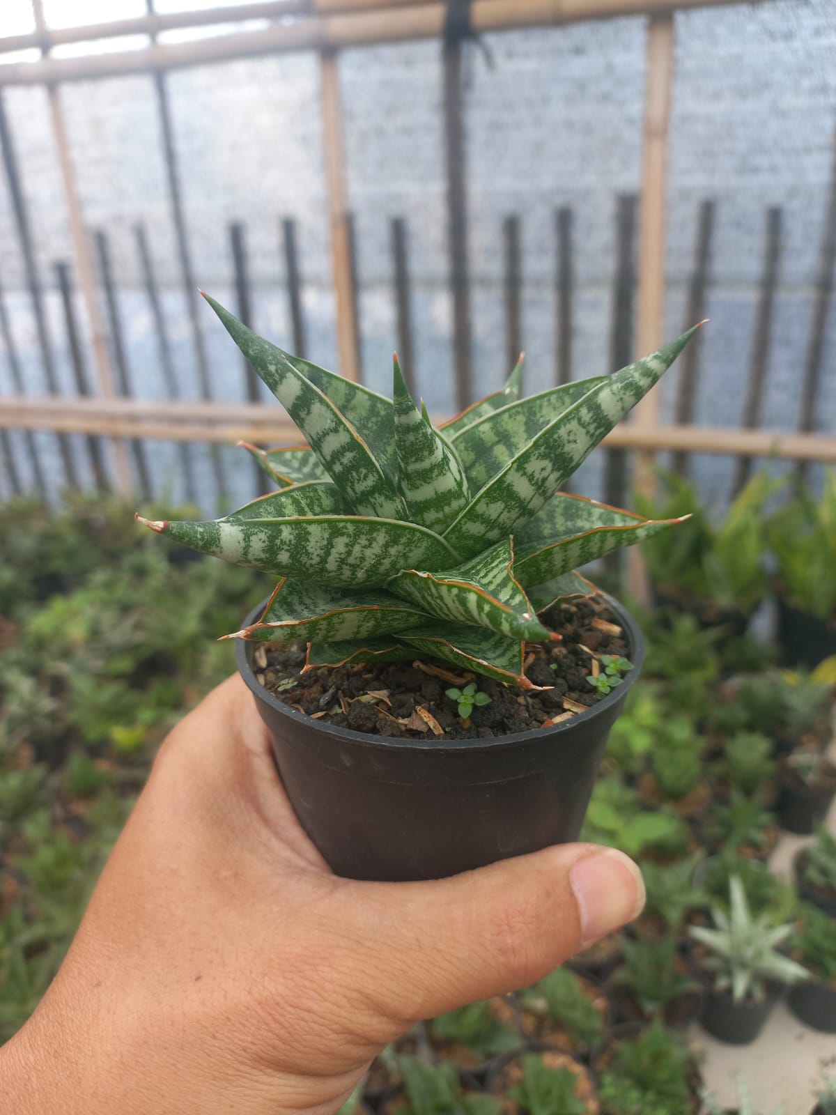 Sansevieria Jatayu