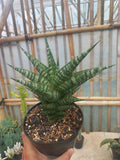 Sansevieria Jatayu Large
