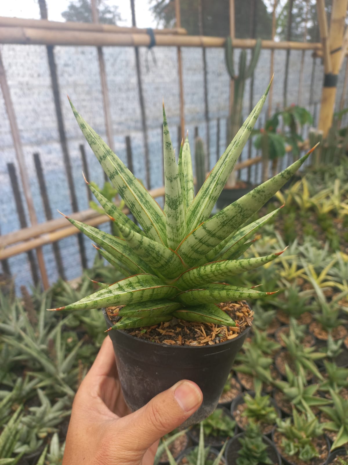 Sansevieria Renjana
