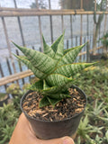 Sansevieria Sindoro