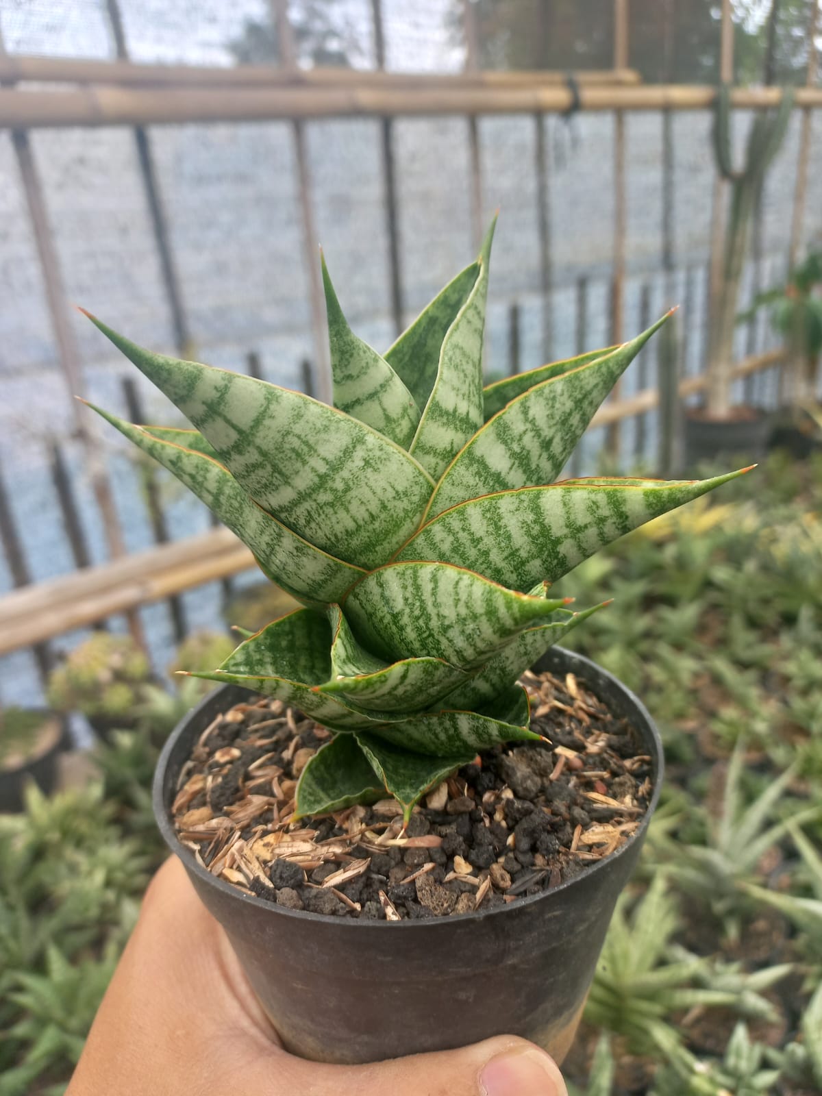 Sansevieria Sindoro