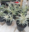 Sansevieria Blue Clone White Large