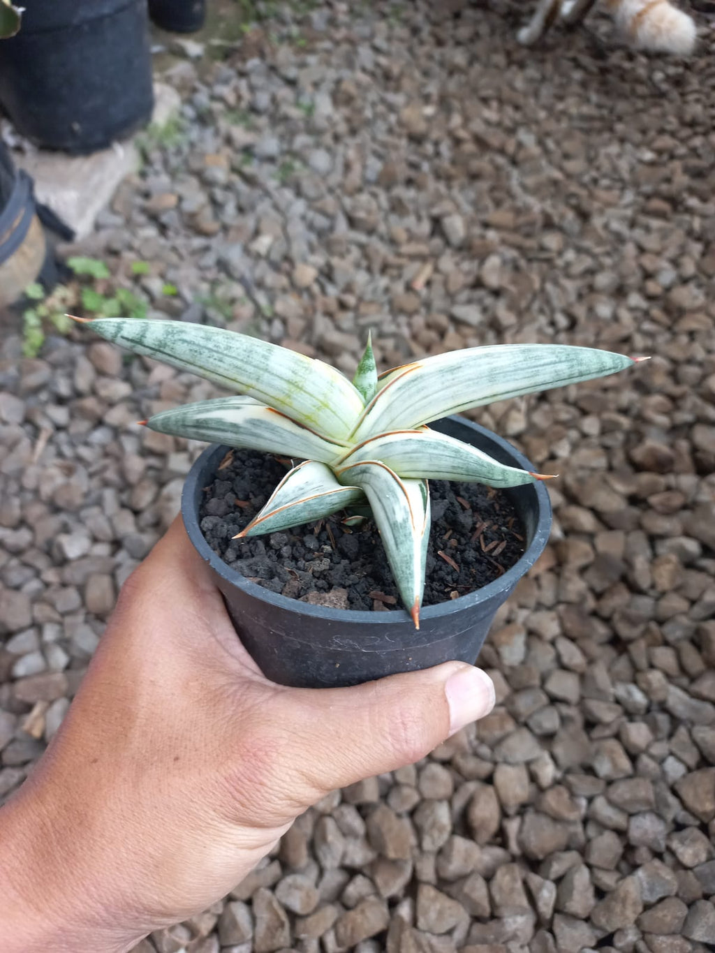 Sansevieria Blue Clone White
