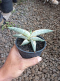 Sansevieria Blue Clone White