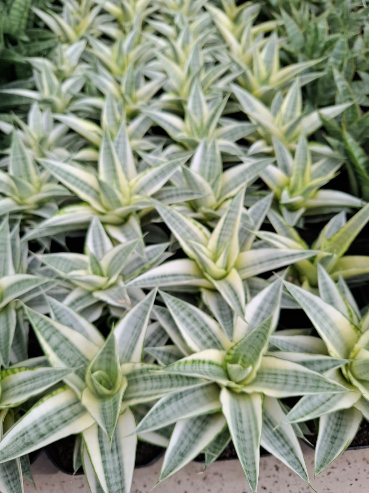 Sansevieria Gabriella White