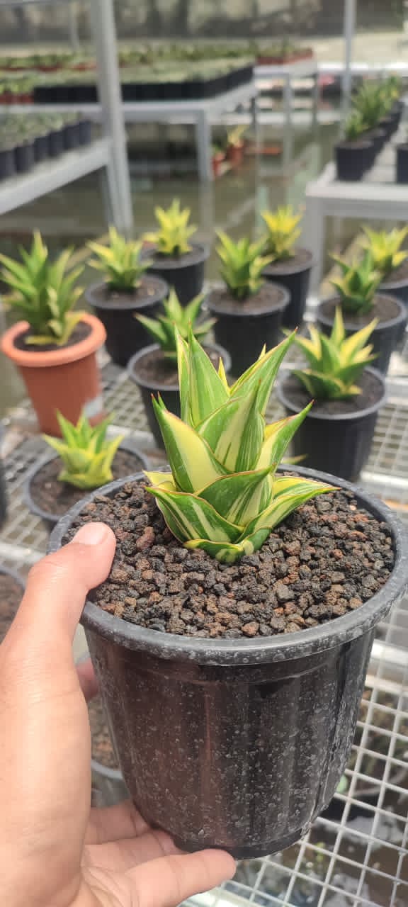 Sansevieria Tower Cream