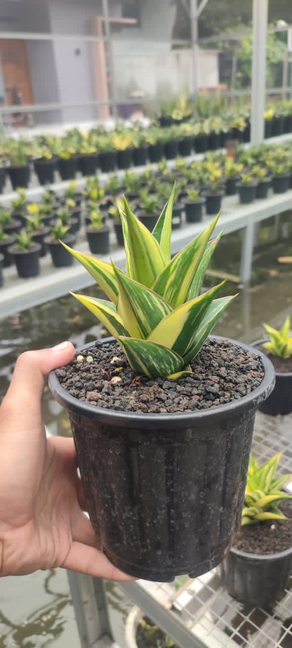 Sansevieria Tower Cream