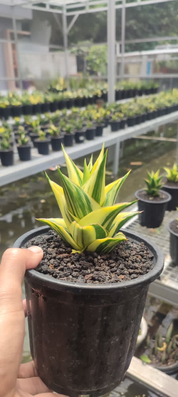 Sansevieria Tower Cream
