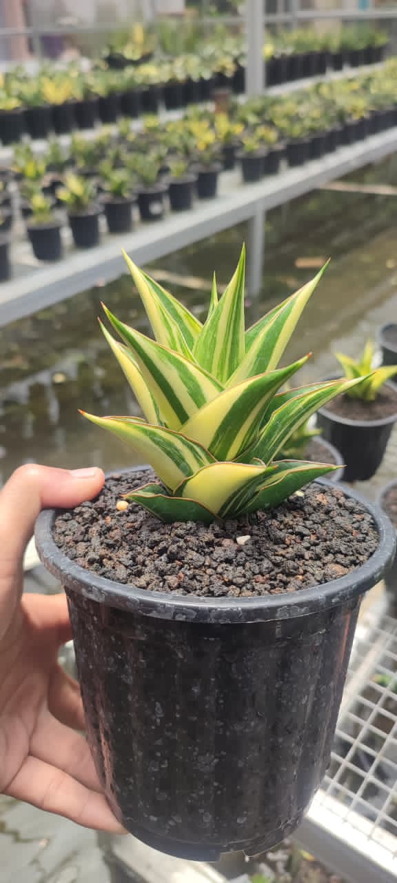 Sansevieria Tower Cream