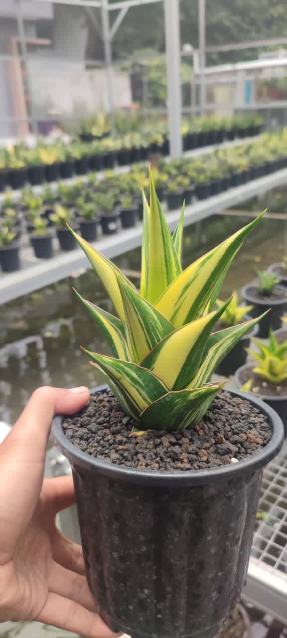 Sansevieria Tower Cream