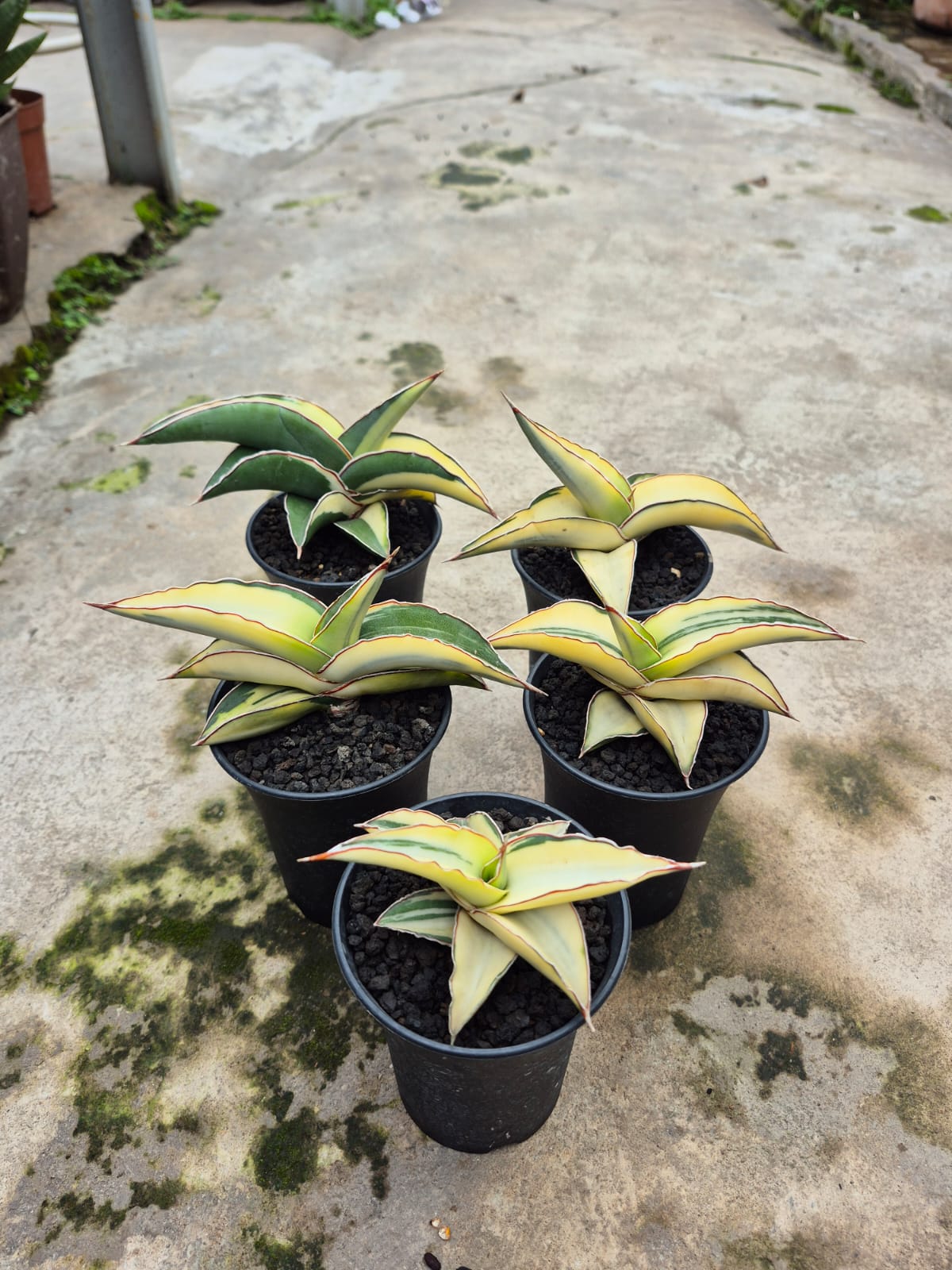 Sansevieria Robusta White
