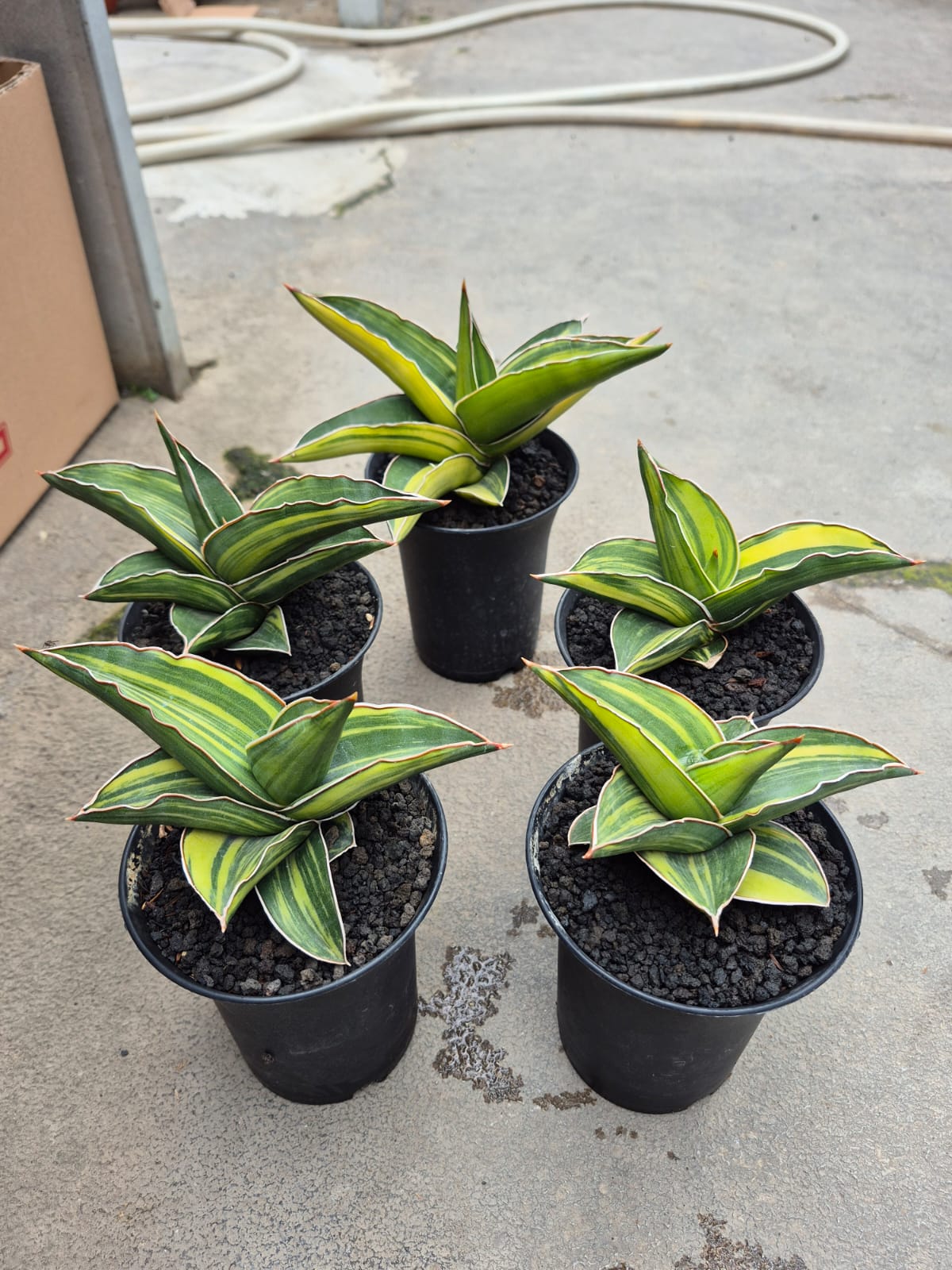Sansevieria Samurai Dwarf