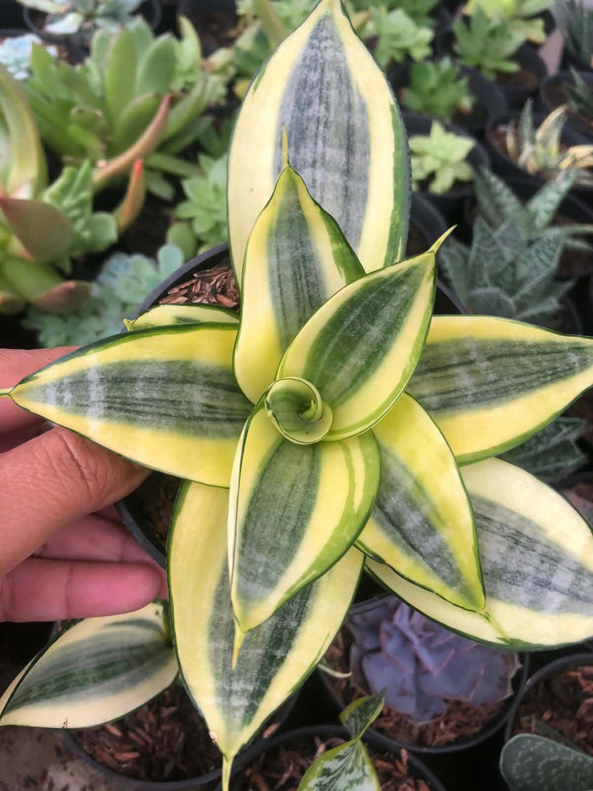 Sansevieria Golden Hahnii