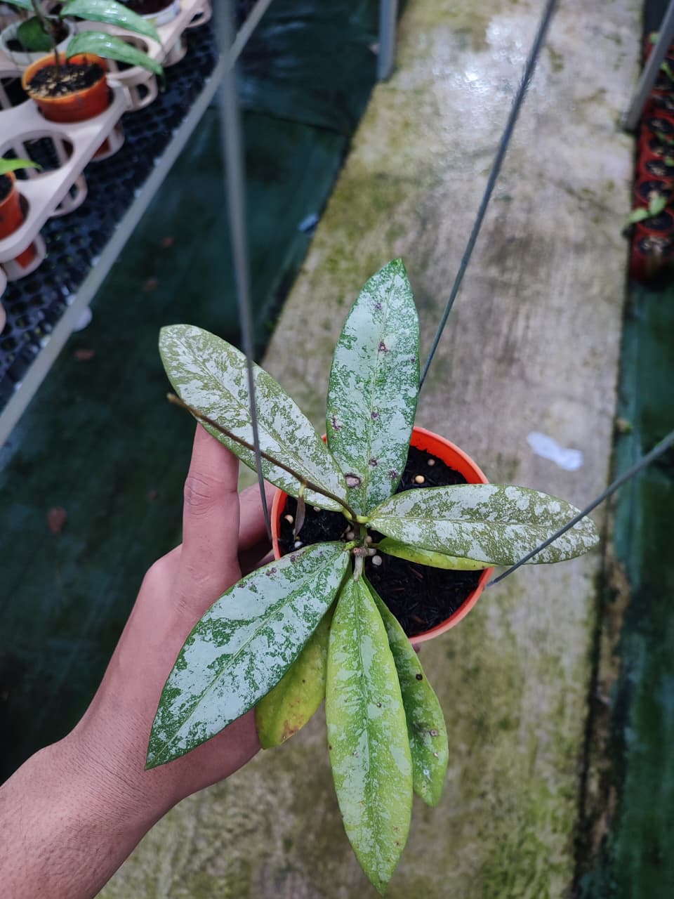 Hoya Kaikoeana High Splash