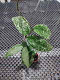 Hoya Flagellata Silver Edge