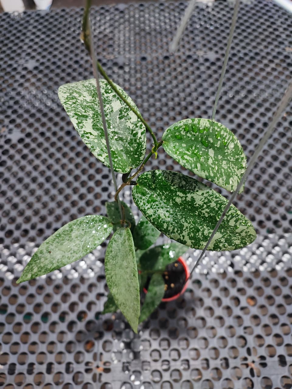 Hoya Flagellata Silver Edge