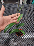 Hoya Dragon Claw