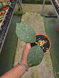 Hoya Sp Aceh Eagle Eye