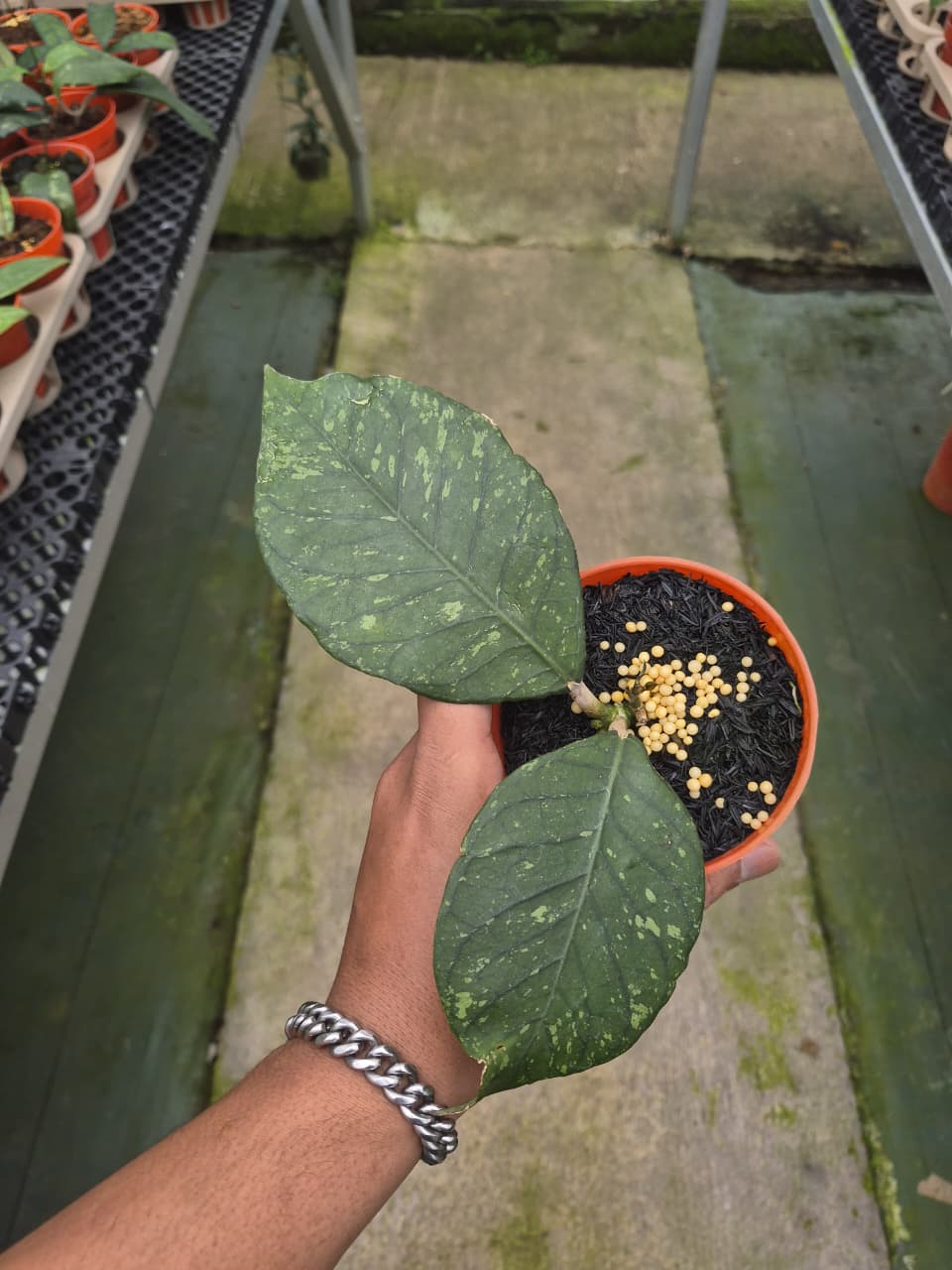 Hoya Sp Aceh Eagle Eye