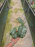 Hoya Sp Bengkulu Pink Splash