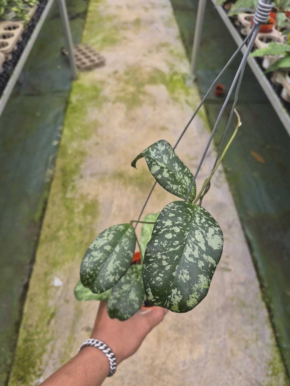 Hoya Sp Bengkulu Pink Splash