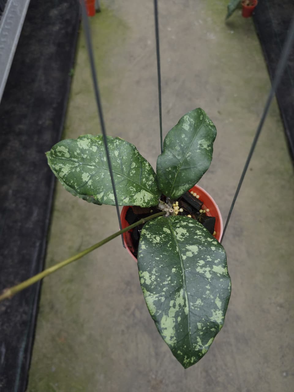 Hoya Aceh Forest Orb